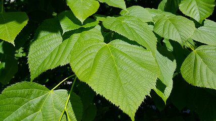 Fototapeta na wymiar Fresh green leaves of spring linden tree lit by sunlight