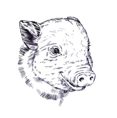 brush painting ink draw pig illustration