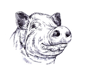 brush painting ink draw pig illustration