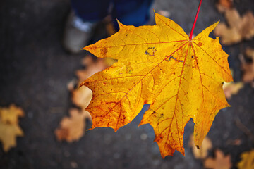 Autumn red-yellow leaf