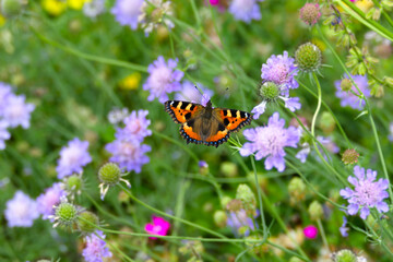 Small tortoiseshell butterfly (Aglais urticae) sitting on a purple flower in Zurich, Switzerland.