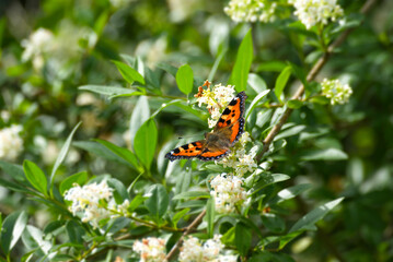 Small tortoiseshell butterfly (Aglais urticae) with open wings sitting on a white flower in Zurich, Switzerland