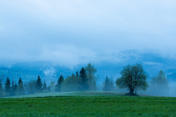A misty tree in the Tatra Mountains