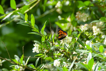 Small tortoiseshell butterfly (Aglais urticae) with partially open wings sitting on a white flower in Zurich, Switzerland