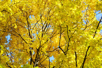 Yellow maple leaves.Golden leaves in the autumn park. Copy space
