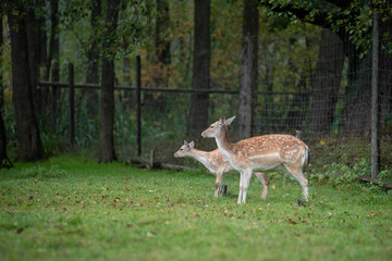 Dama dama deer, European fallow deer