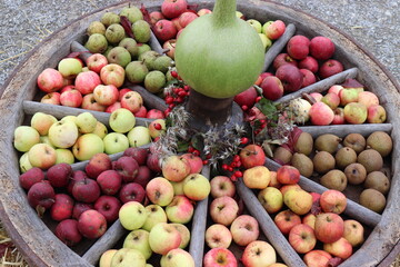 Apfelsorten. Apfelernte. Dekoration aus Äpfeln und Birnen.