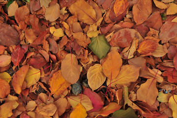 autumn leaves background