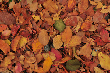 autumn leaves background
