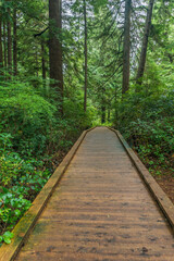 Fototapeta na wymiar Rockaway Big Tree Boardwalk, Oregon Coast Highway 101