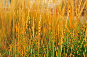 golden wheat field