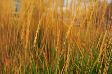 golden wheat field