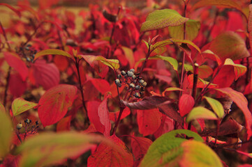 red autumn leaves