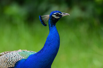 Indian Peacock portrait on green background. is a National Bird of India