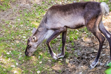 Young deer grazing in the field © Graziano Vacca/Wirestock