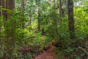 Fototapeta premium Rockaway Big Tree Boardwalk, Oregon Coast Highway 101