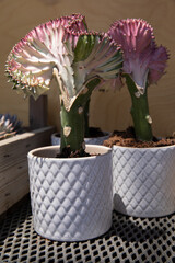 Beautiful Euphorbia lactea ornamental plants potted on the shelf outdoor of the greek flower garden shop in the summer.