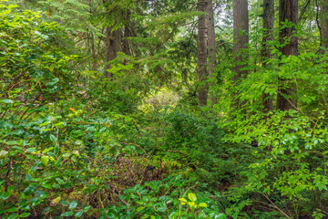 Rockaway Big Tree Boardwalk, Oregon Coast Highway 101