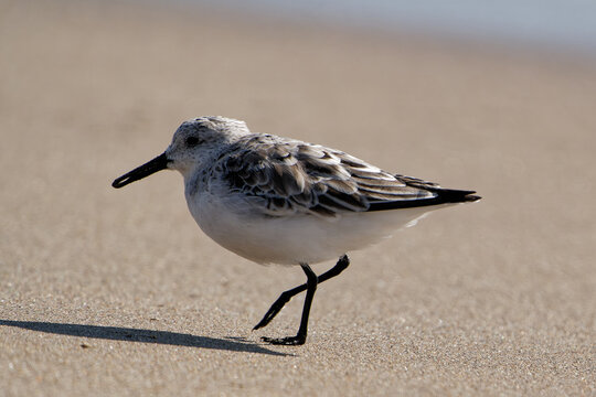 Closeup side look of a small sandpiper at the beach with a blurred background