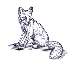 black and white engrave ink draw fox illustration