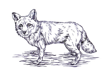 black and white engrave ink draw fox illustration