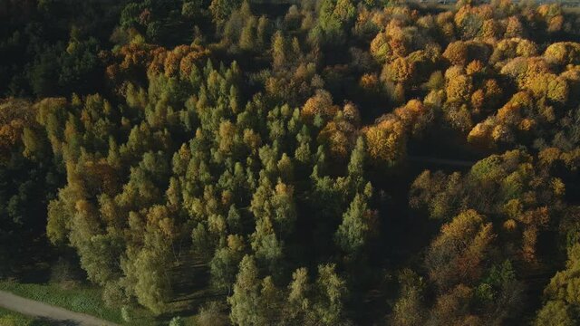 Flying in the autumn park. Yellowed leaves are visible on the trees. Flying sideways. Aerial photography.