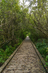 Rockaway Big Tree Boardwalk, Oregon Coast Highway 101