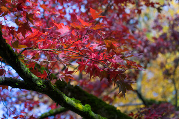 red maple leaves and warm sunlight in the colorful autumn forest