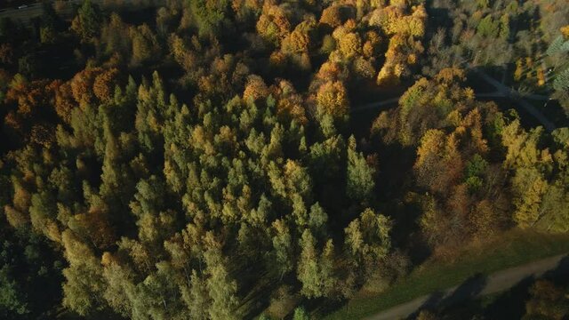 Flying in the autumn park. Yellowed leaves are visible on the trees. Panning flight. Aerial photography.