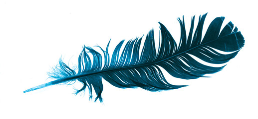 blue feather on a white isolated background