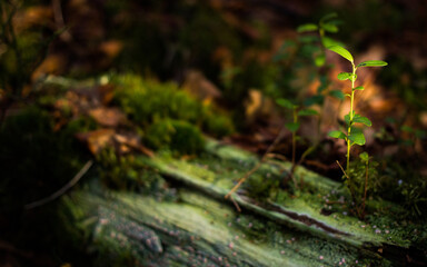 stump with moss