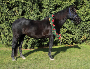 Fototapeta premium Beautiful portrait of a young saddle horse in christmas wreath decoration as a christmas background