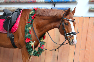Portrait close up of a saddle horse with christmas wreath decorations on the long neck - obrazy, fototapety, plakaty