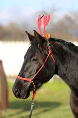 Horse waiting for Santa Claus