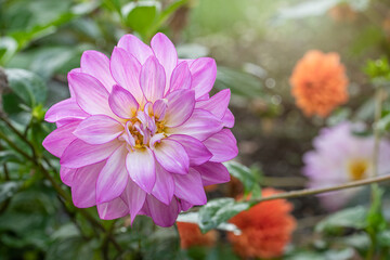 Lavender and white dahlia bloom in the garden