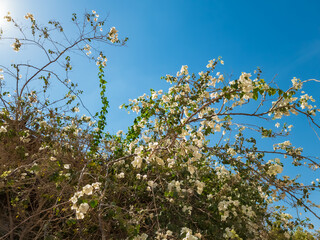 blossoming tree
