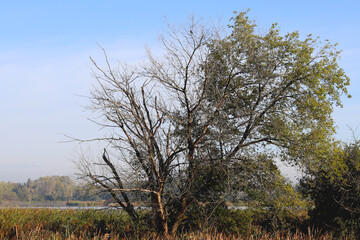 Fall natural background. Fall view in the forest.