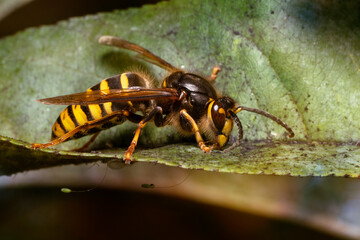 Wasp on peach leaves with aphids. The median wasp (Dolichovespula media) macro. Place for text.