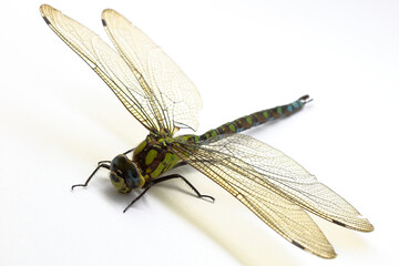 Dragonfly is a very good flying predatory insect