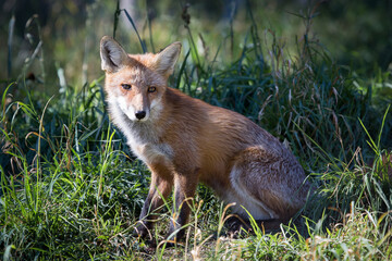 cute red fox in the woods