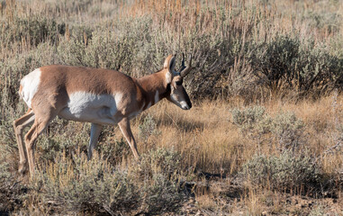 Pronghorn Antelope Buck in Fall in Wyoming