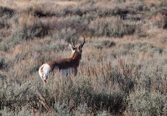 Pronghorn Antelope Buck in Fall in Wyoming