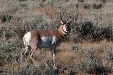Pronghorn Antelope Buck in Fall in Wyoming