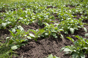 Green young potato plants (Solanum tuberosum) in row growing in garden on brown soil. Close up. Organic farming, healthy food, BIO viands, back to nature concept.