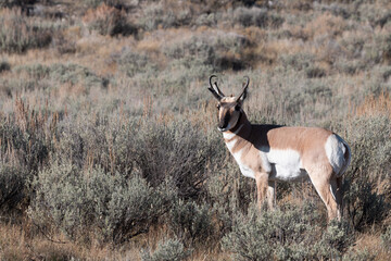 Pronghorn Antelope Buck in Fall in Wyoming