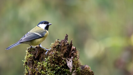 bird, natur, wild lebende tiere, tier, ast, wild, kohlmeise, grossartig, baum