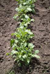 Green young potato plants (Solanum tuberosum) in row growing in garden on brown soil. Close up. Organic farming, healthy food, BIO viands, back to nature concept.