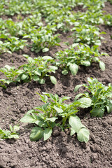 Green young potato plants (Solanum tuberosum) in row growing in garden on brown soil. Close up. Organic farming, healthy food, BIO viands, back to nature concept.