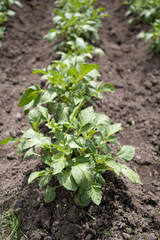 Green young potato plants (Solanum tuberosum) in row growing in garden on brown soil. Close up. Organic farming, healthy food, BIO viands, back to nature concept.