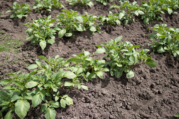 Green young potato plants (Solanum tuberosum) in row growing in garden on brown soil. Close up. Organic farming, healthy food, BIO viands, back to nature concept.